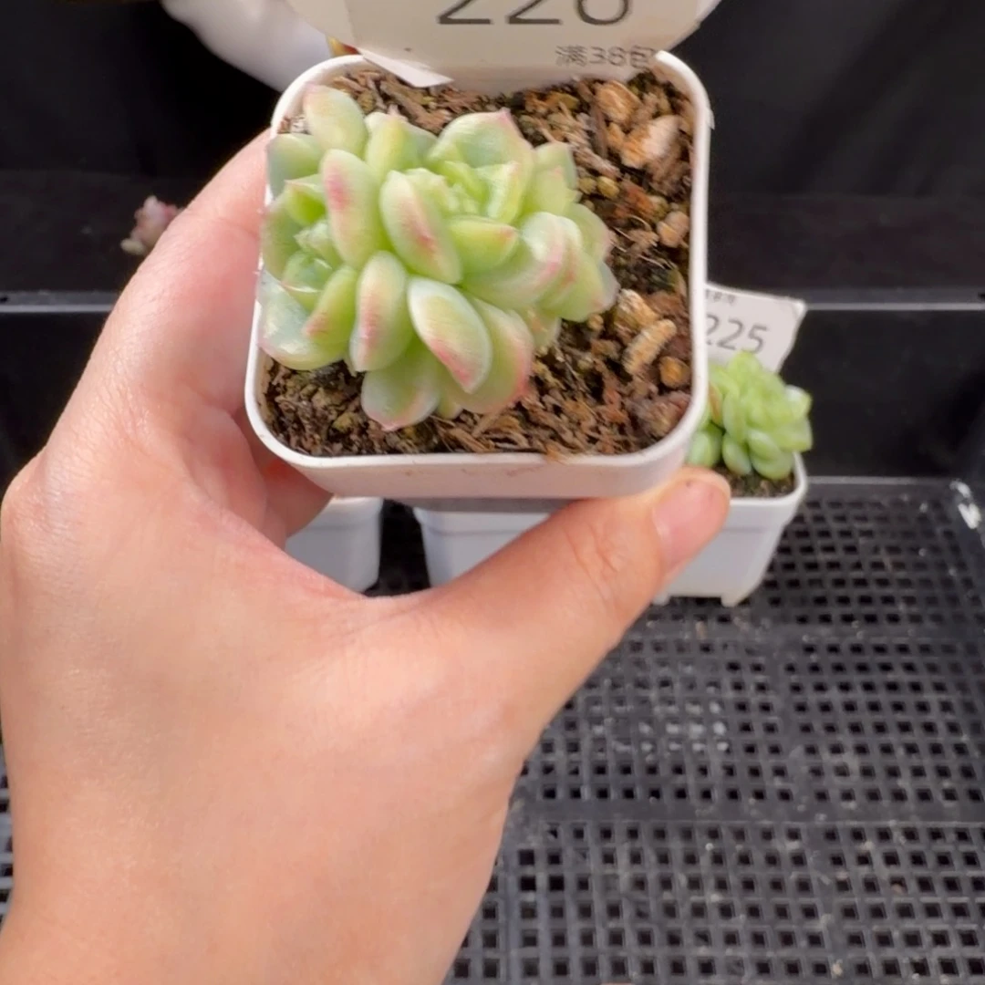 翡翠流心四头群 226号