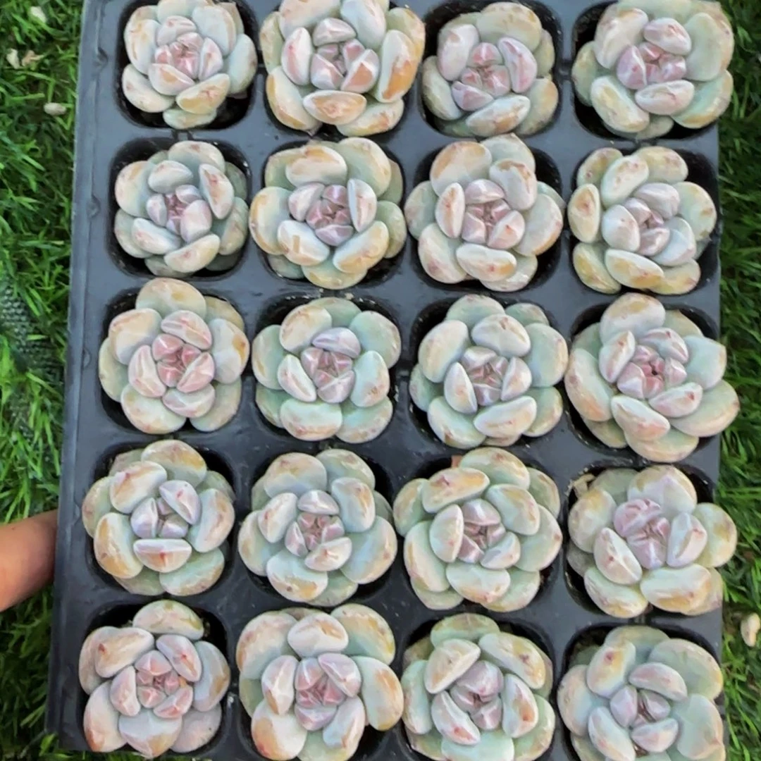 20颗一组圆叶星影小包子