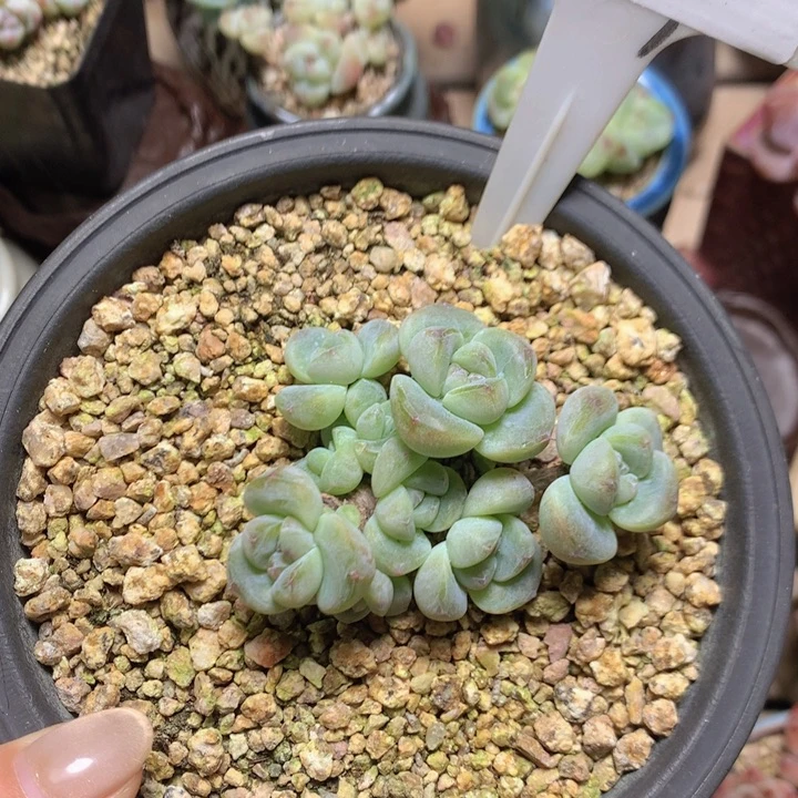 拾柒の事已至此脱土发冰玉