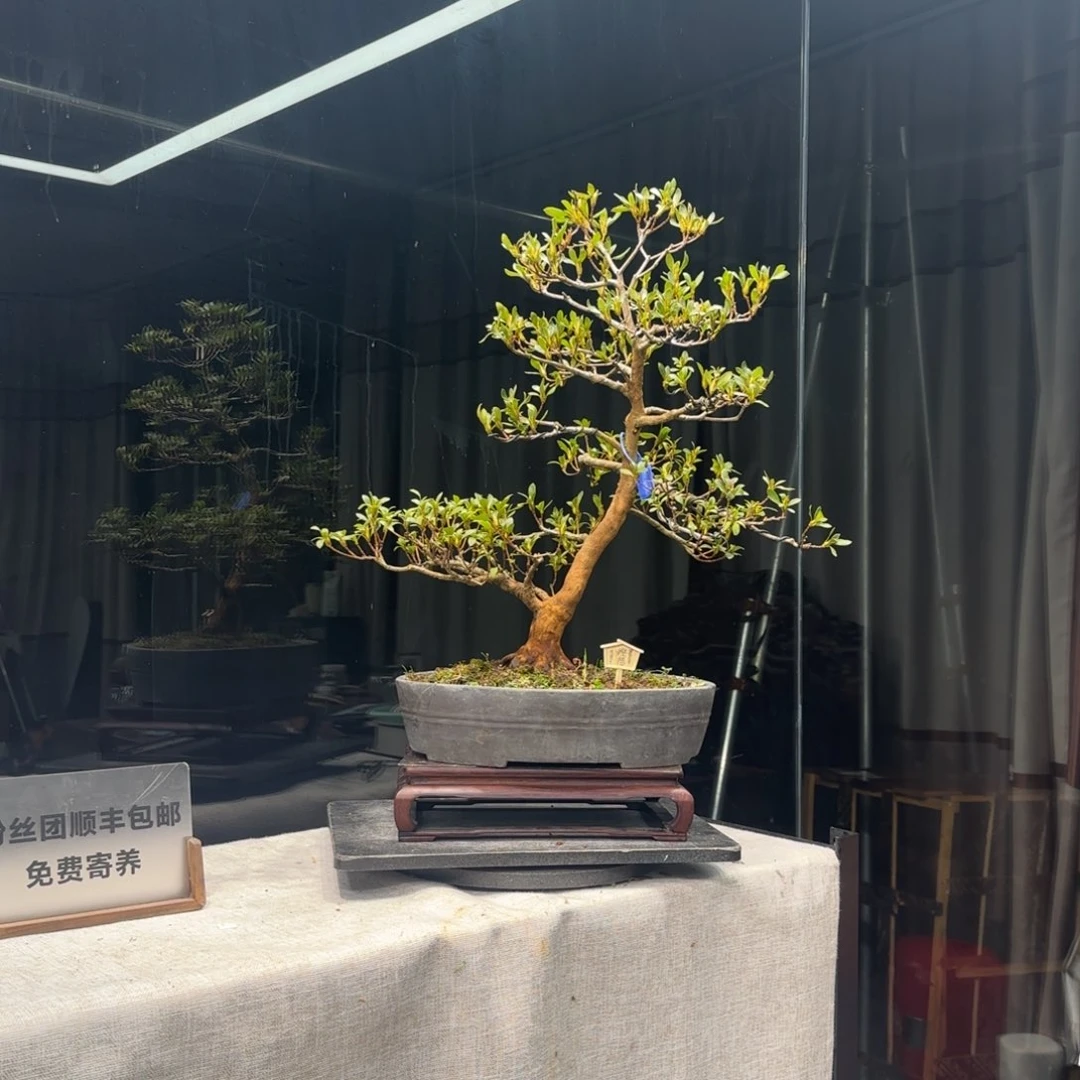 往**风花卉苗木6722