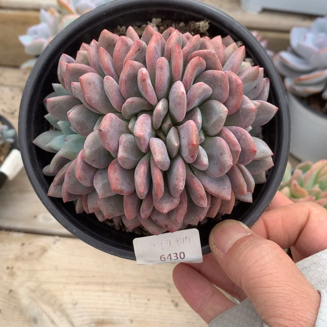 6430爱丽儿缀化一颗12厘米