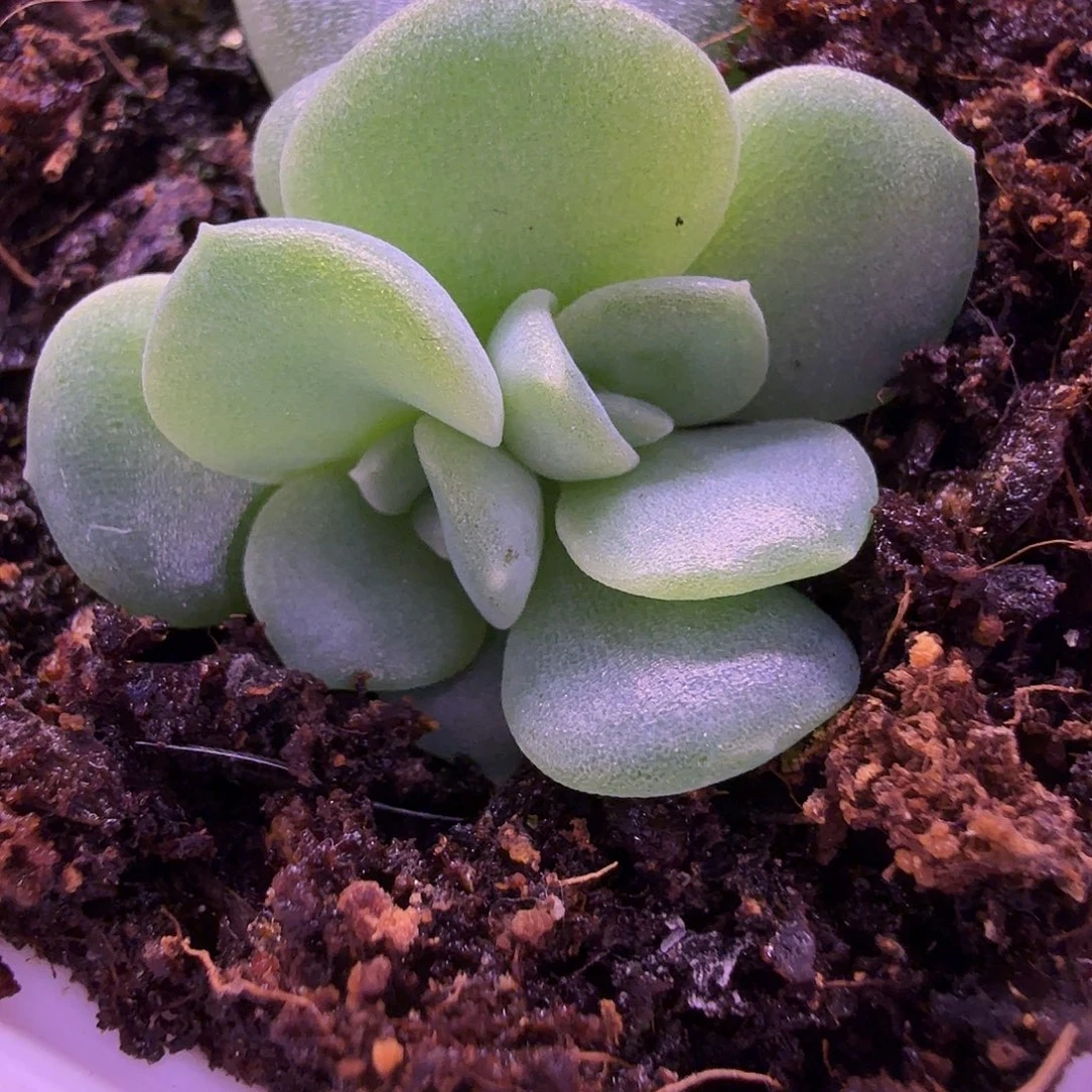 1366甜心叶插苗一物一拍