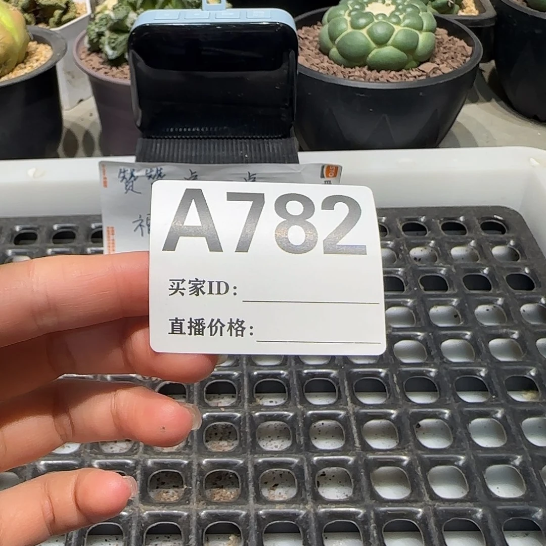 爱***0实生仙人球特价一颗