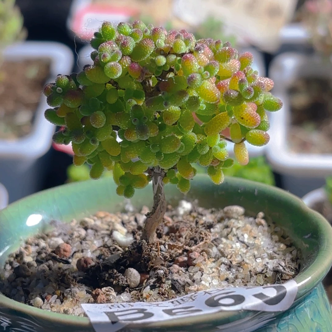 阿*金橘糖球带水金沙铺面663。