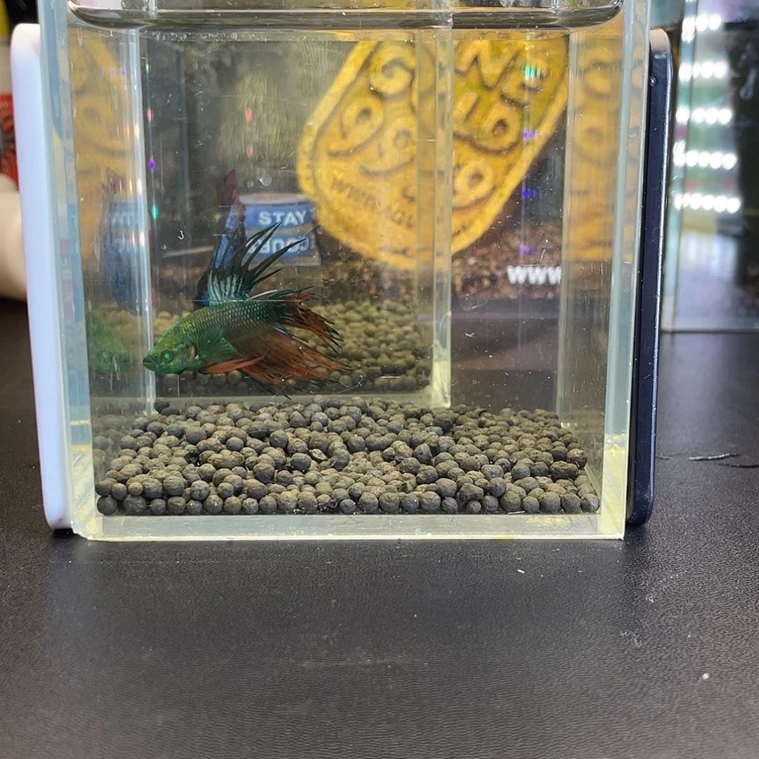 斗鱼50号112早绿毒