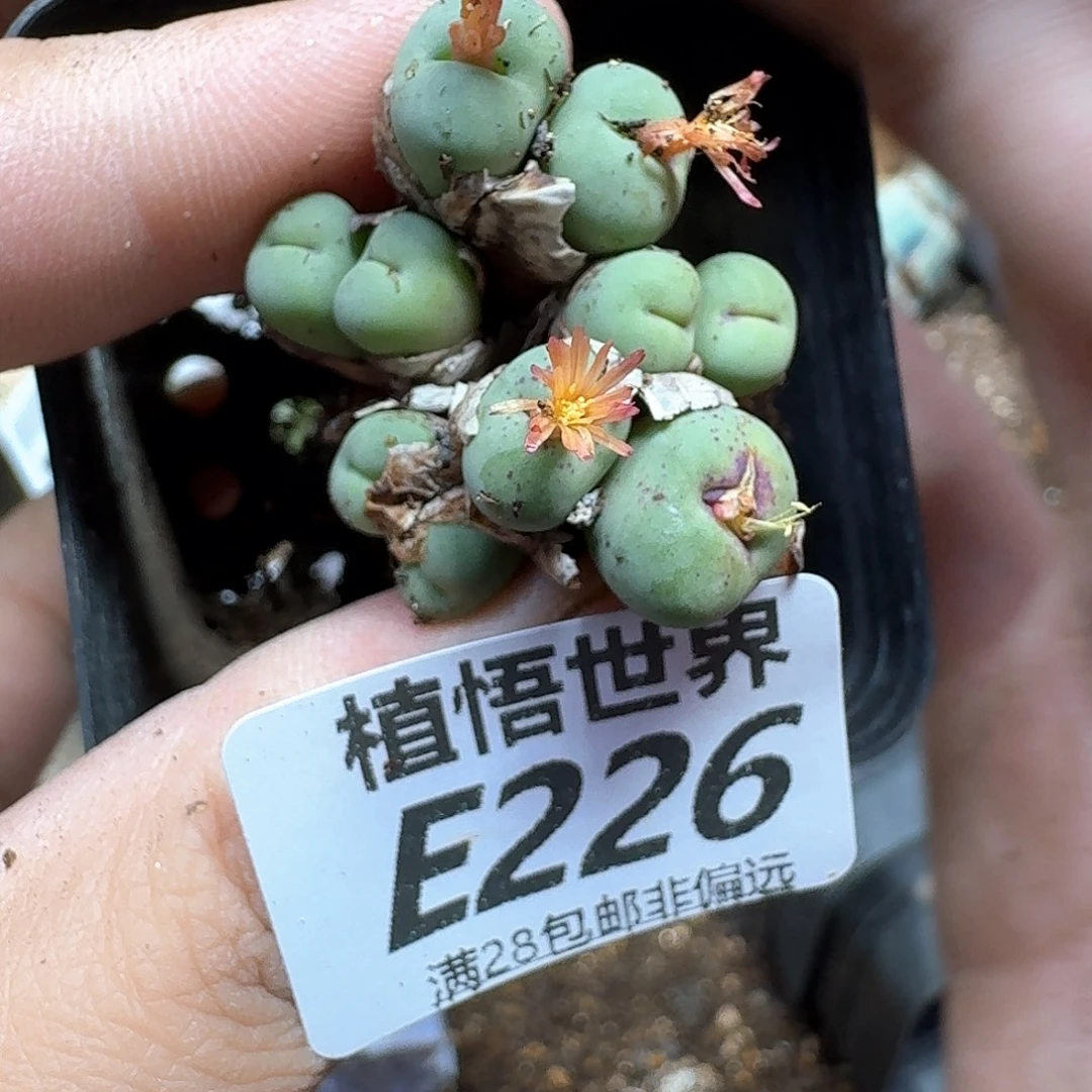 多肉植物的人生fhj