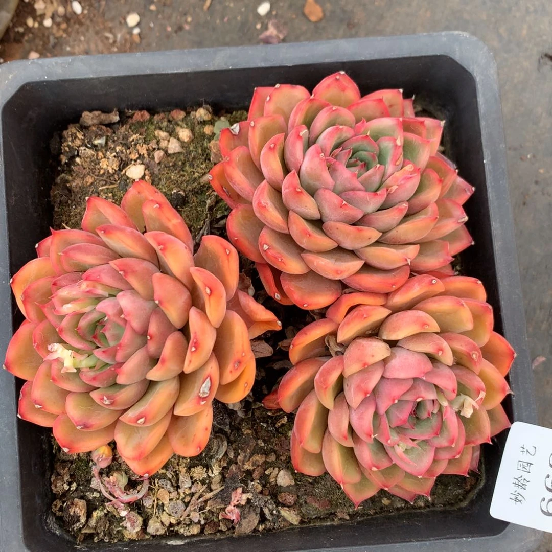 668杂交精品基地15厘米