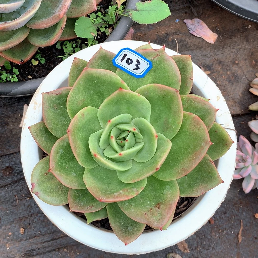 103狮子王一物一拍多肉