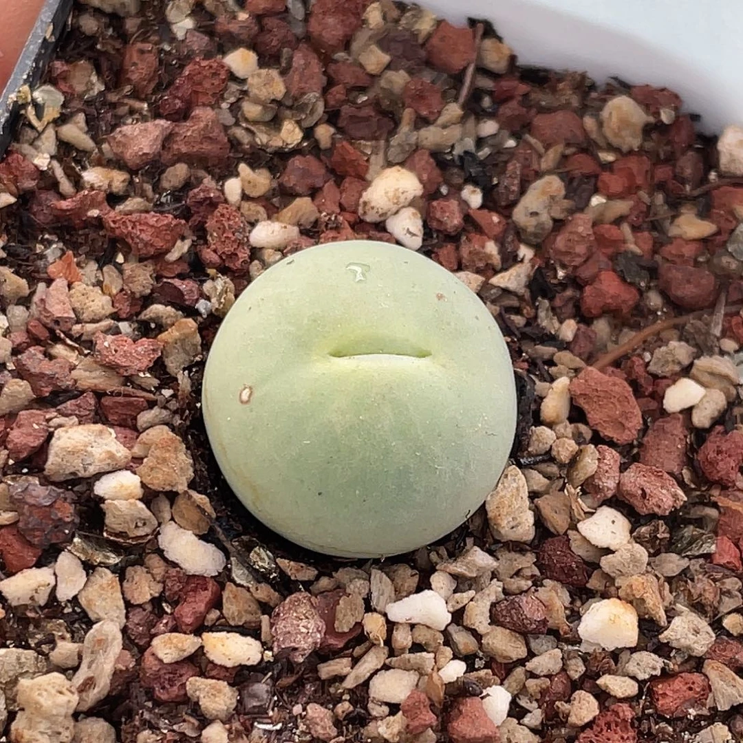 20-63嘴多肉植物肉锥