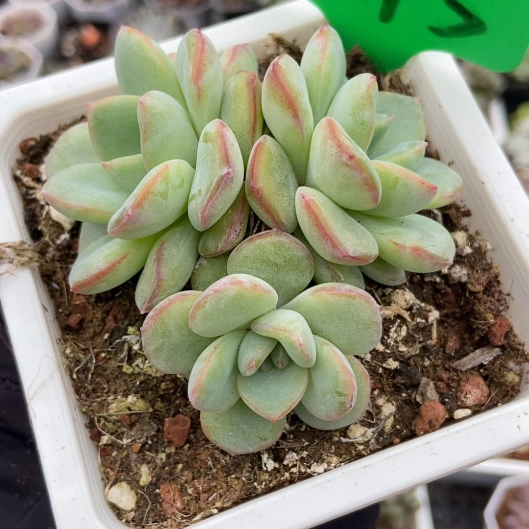 1645泡芙多肉植物