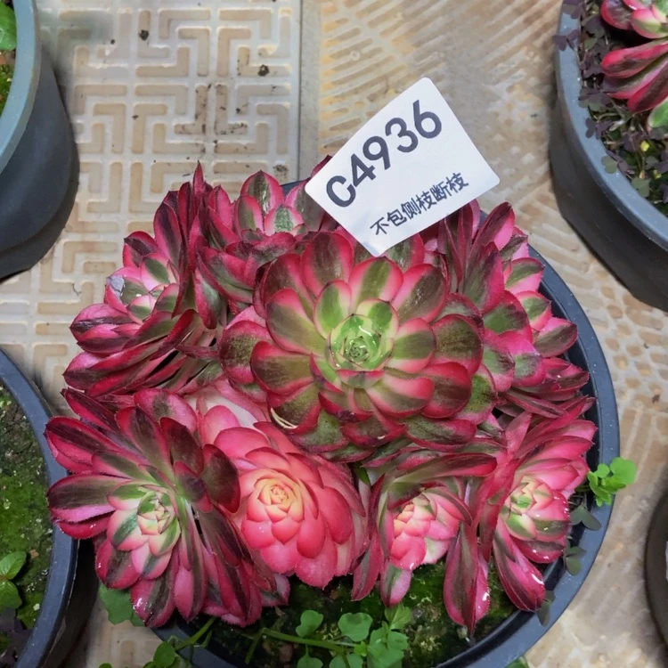 【闪购商品】4936荔枝多肉