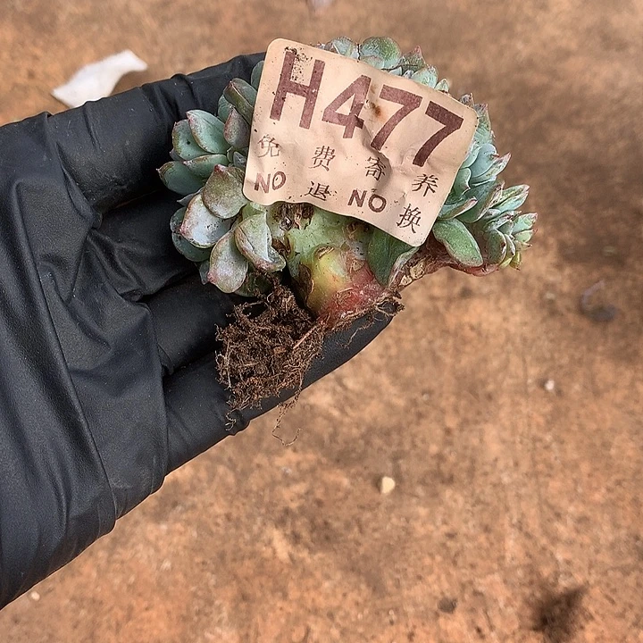 白凤缀化477  满百送可爱玫瑰缀化