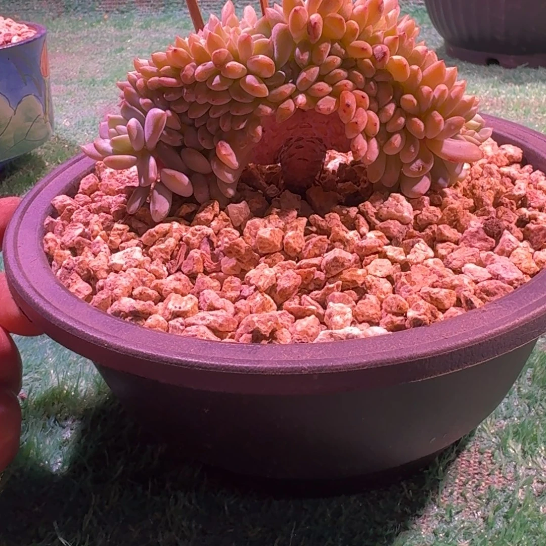 星影树缀无砍多肉