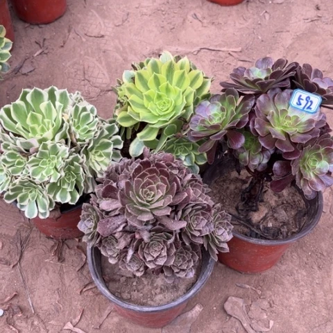 592多肉植物组合，