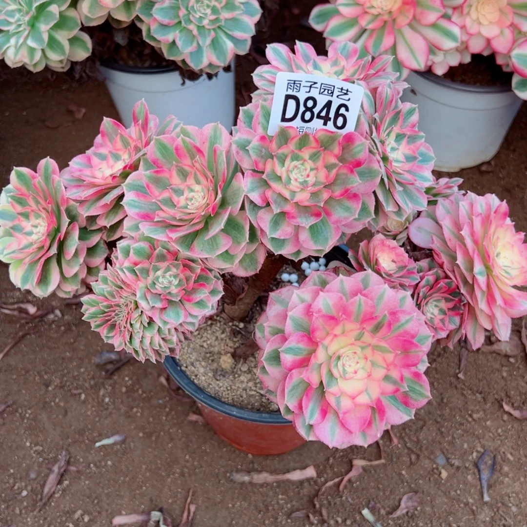 846倾城缀化雨子多肉植物