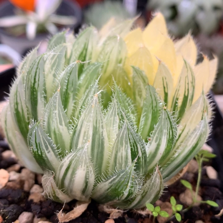 实生原始种玉露锦，带盆发货