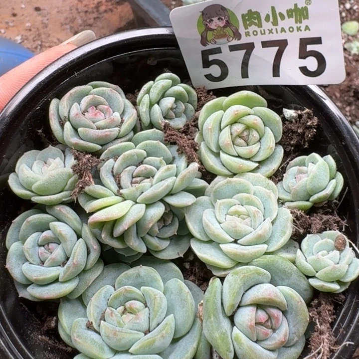 多肉植物多肉植物