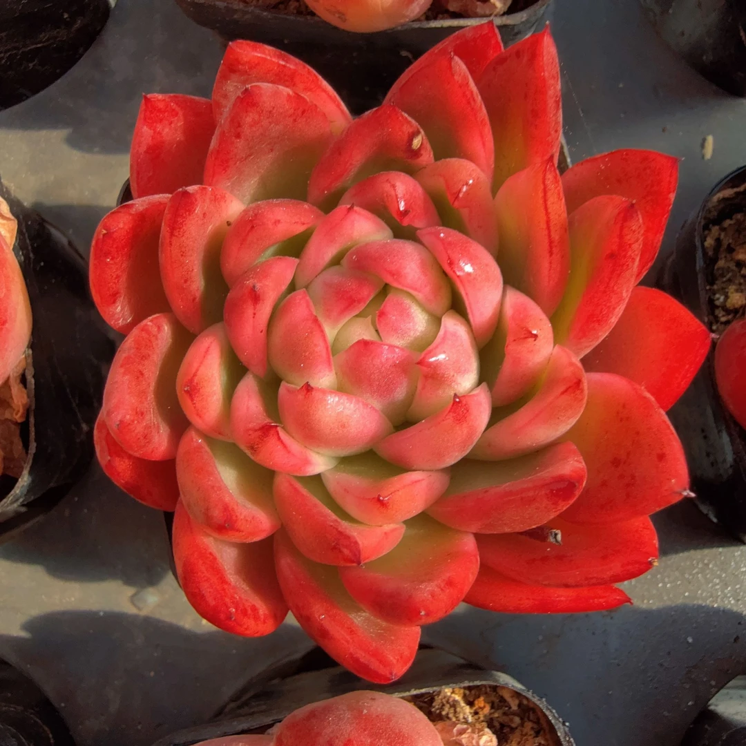 70#M号水晶珍妮玛利亚锦（5-8cm）脱土