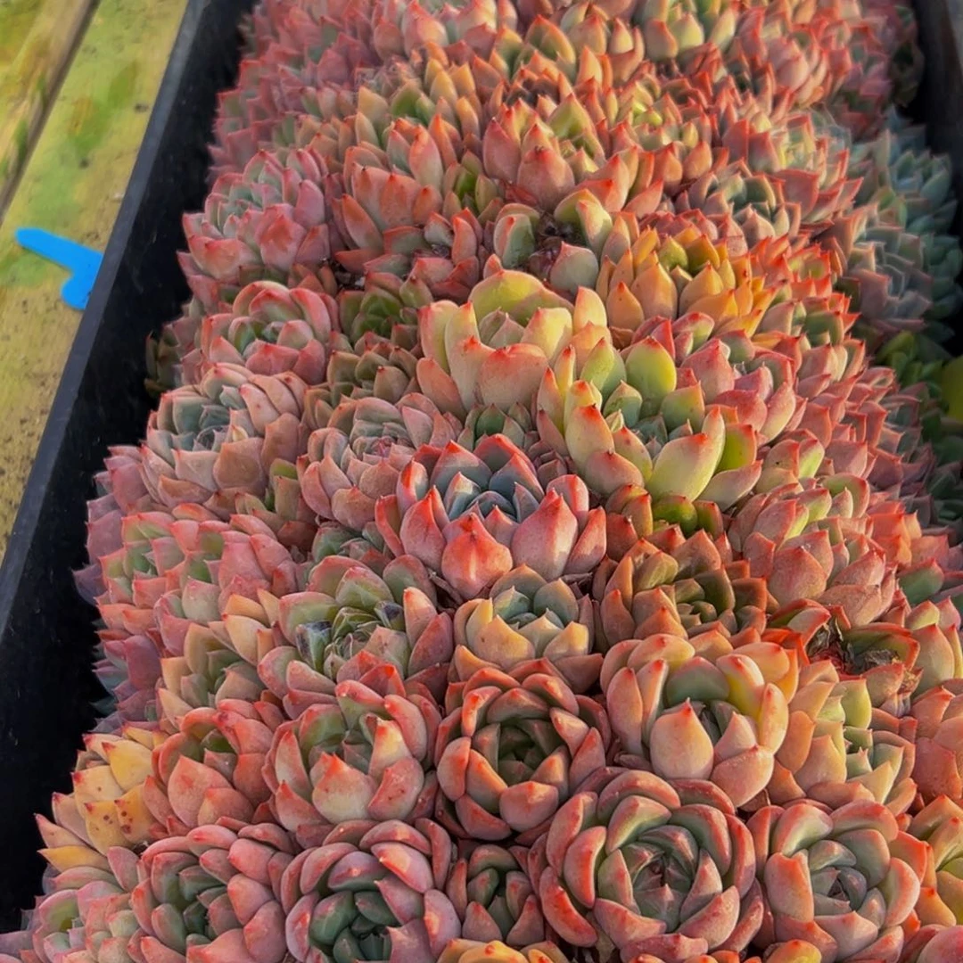 156到手价出一套小卡一