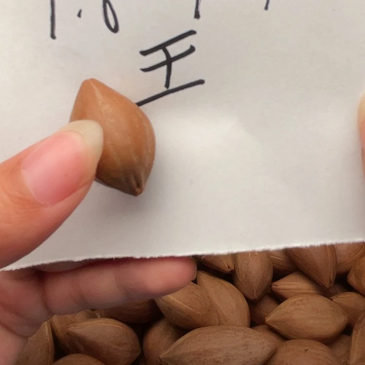 静***歌橄榄核手串/手链橄榄