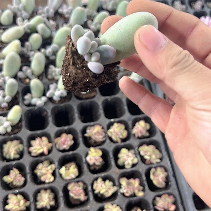 米可奶 满10颗包邮