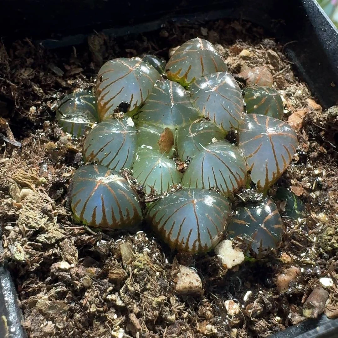 229玉露有叶片炸开脱土发货