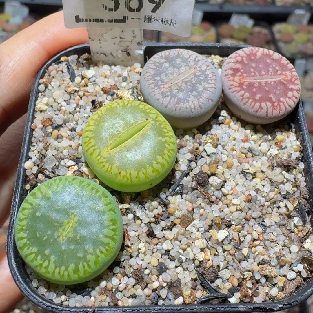 Sssss精品生石花369