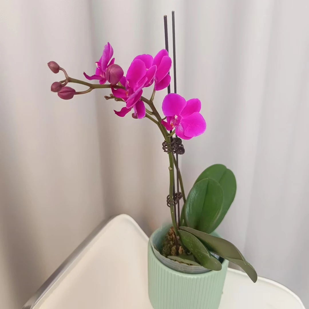 【满天红】花不晚精品蝴蝶兰 带花带花苞室内花  高端大气