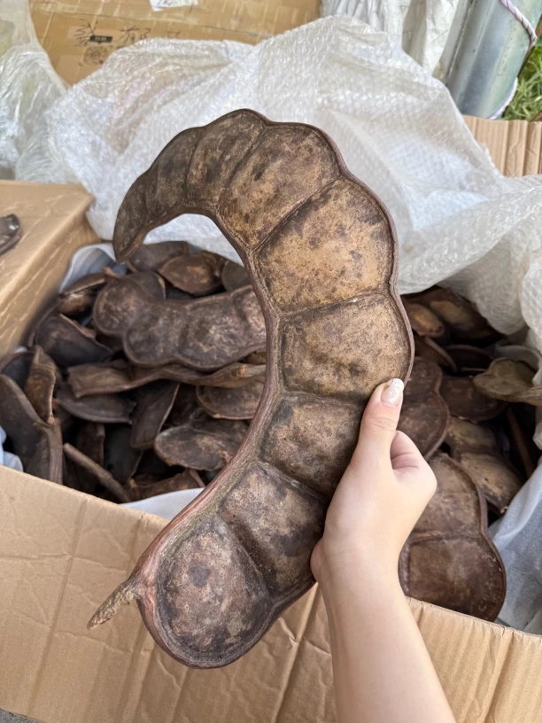 榼藤豆荚 豆荚挂件 材料包 自己diy