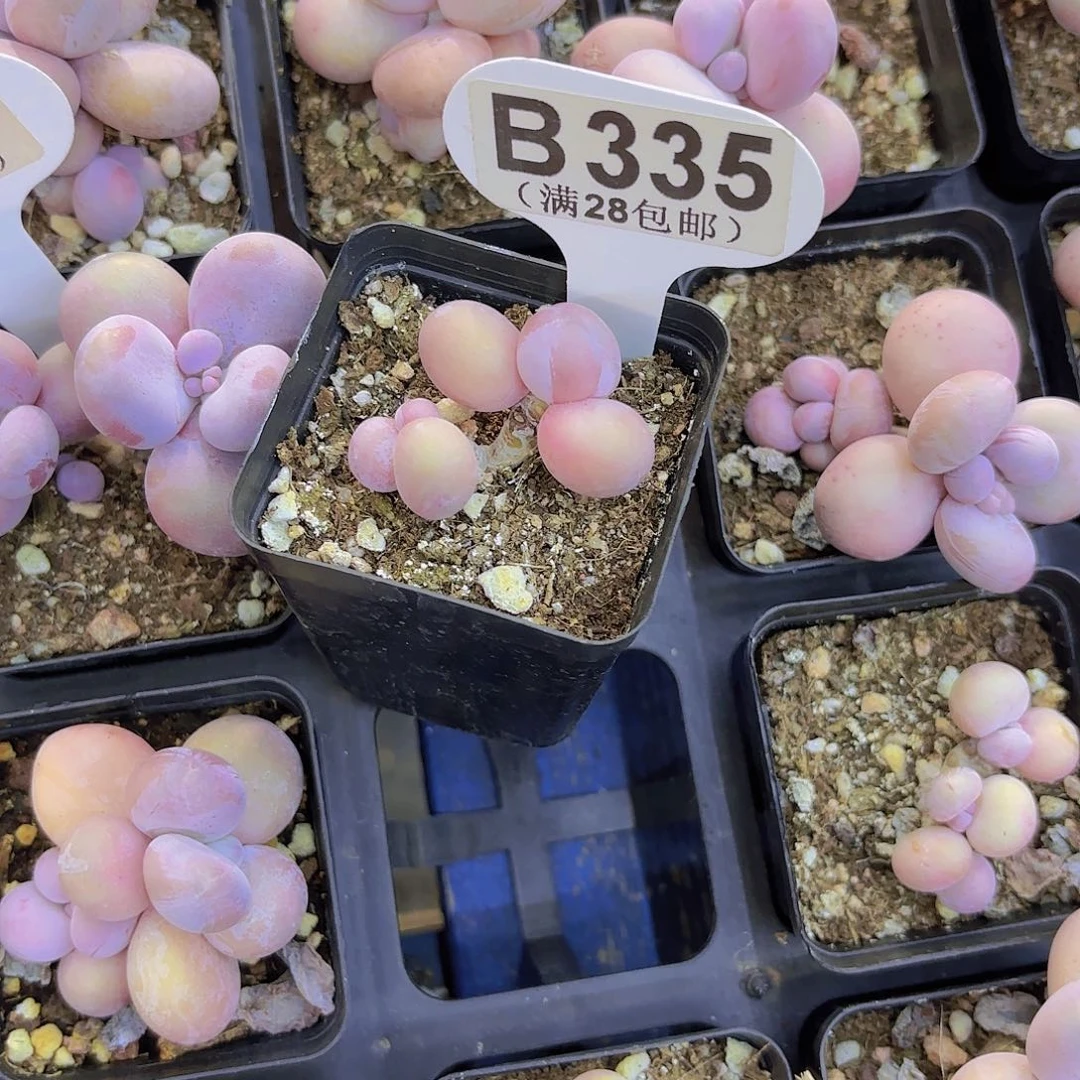 B335水光针一物一拍