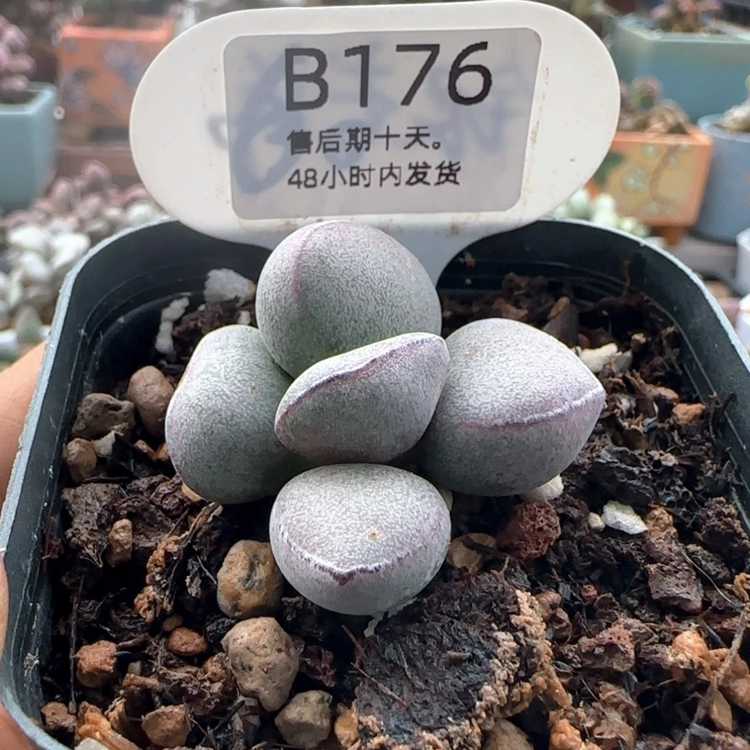 球球。    176。