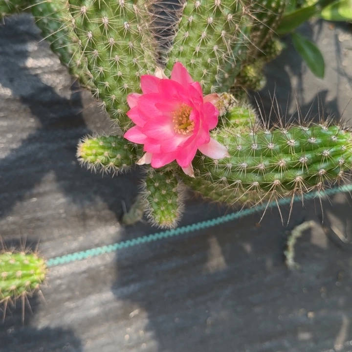 白檀仙人掌660侧芽一个