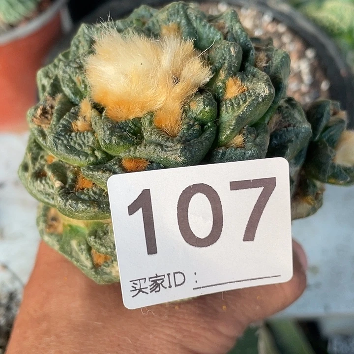 新队牡丹107号仙人球一颗