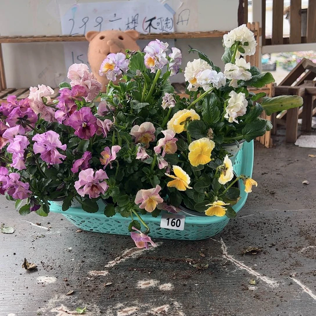 【闪购商品】160号