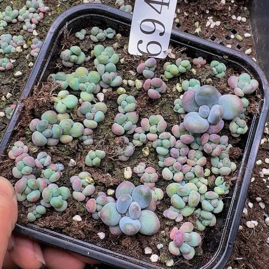 多肉植物多肉植物694