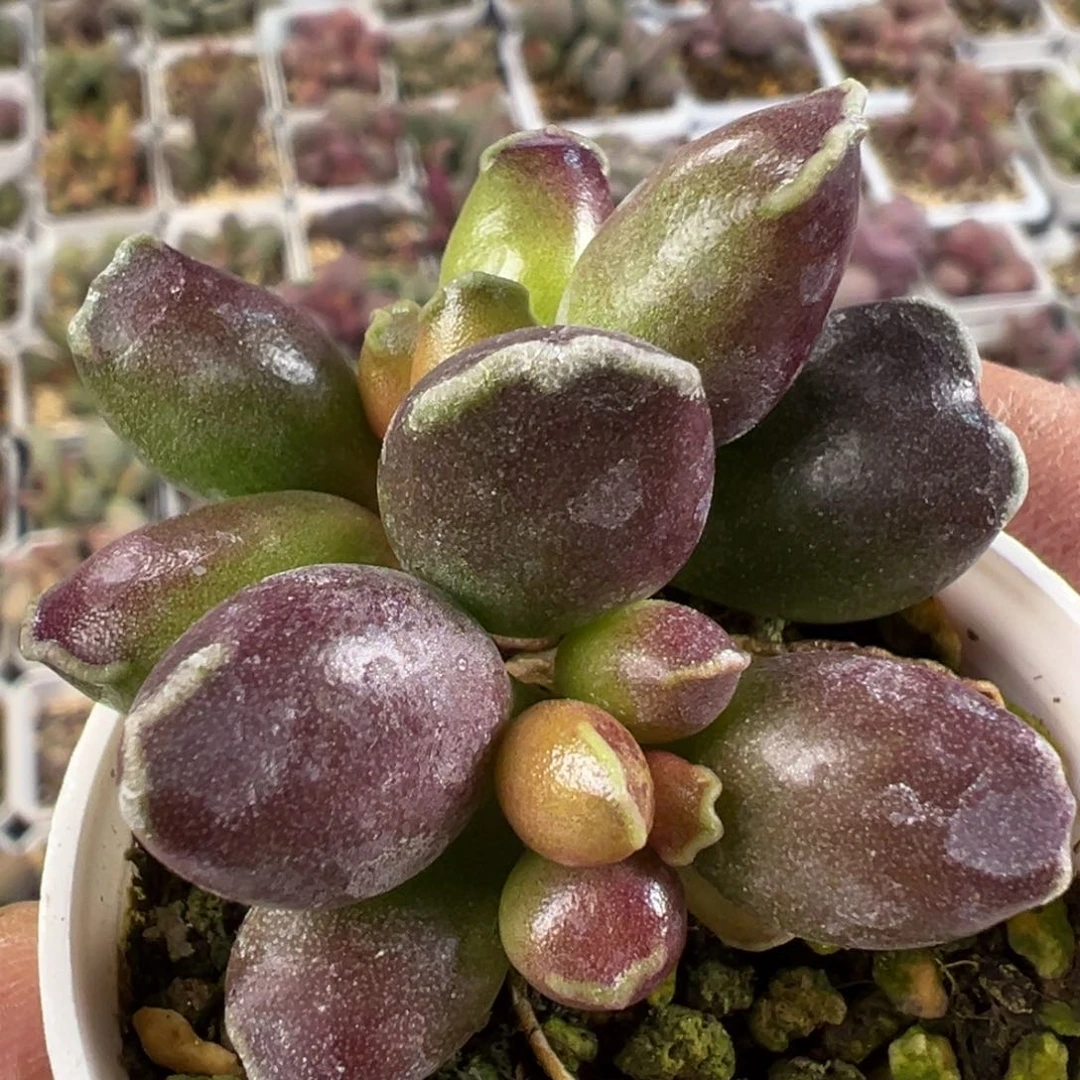 全紫海豹多肉植物水泡