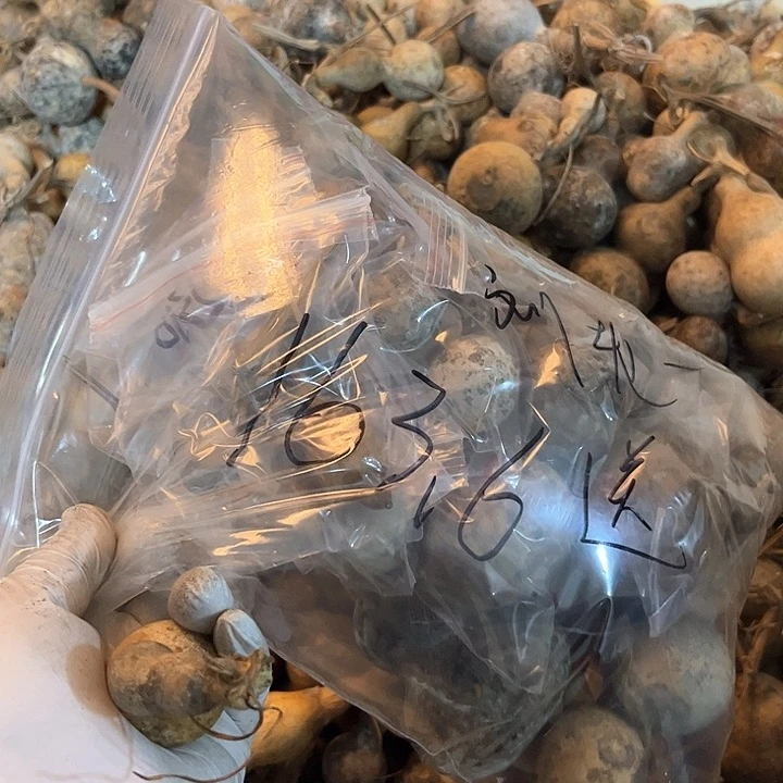 劉*一花皮葫芦天天开心