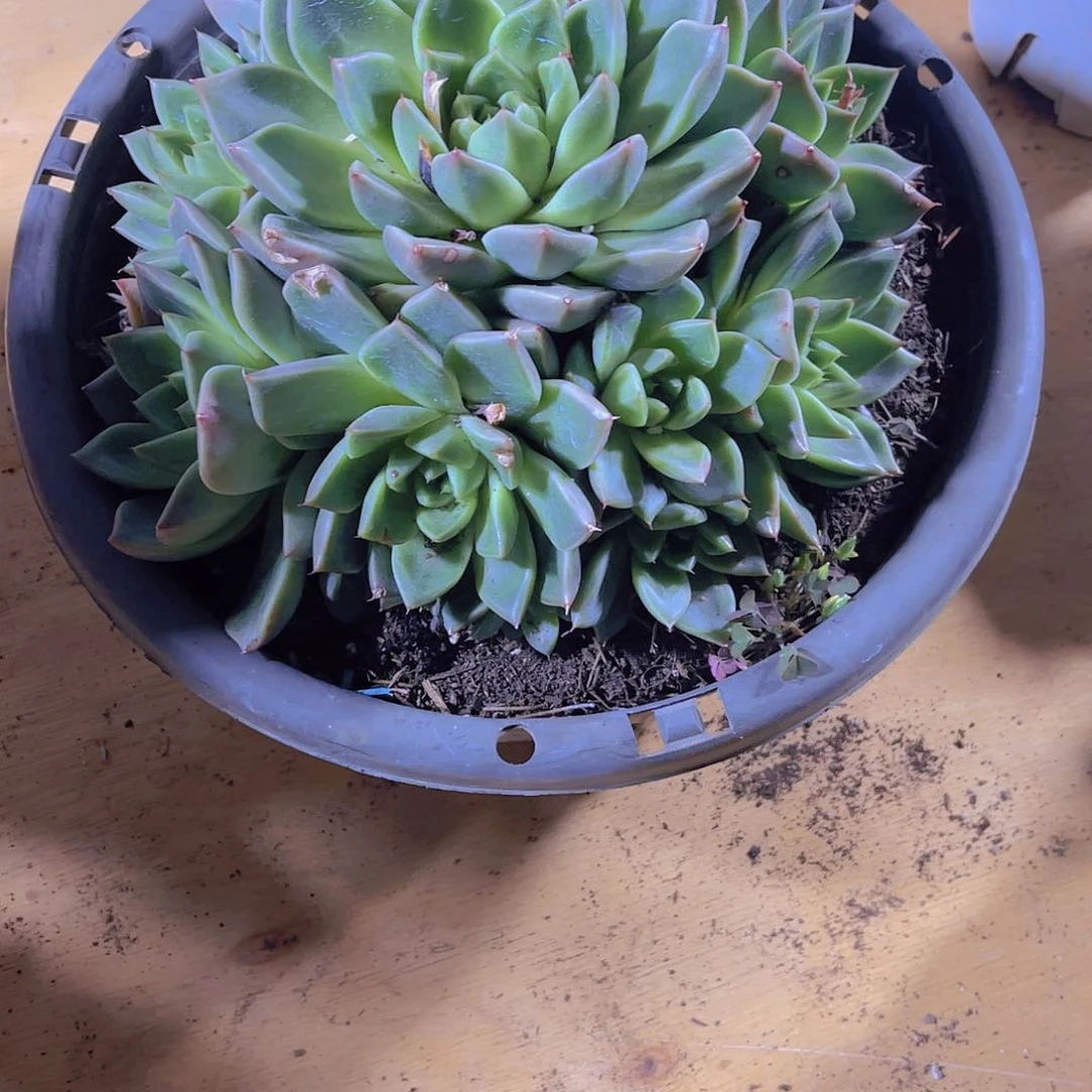 c**i000000000000000000347