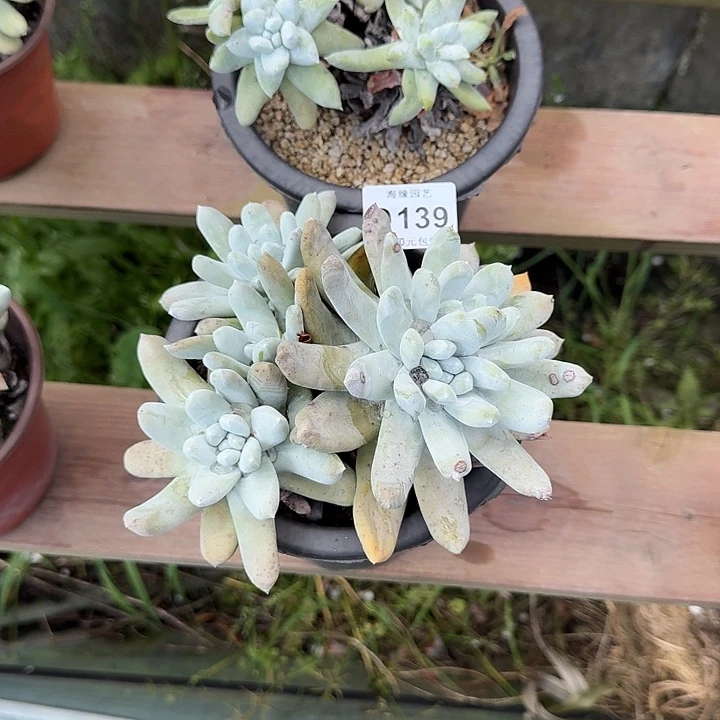 卿****园拇指仙女杯多肉植物