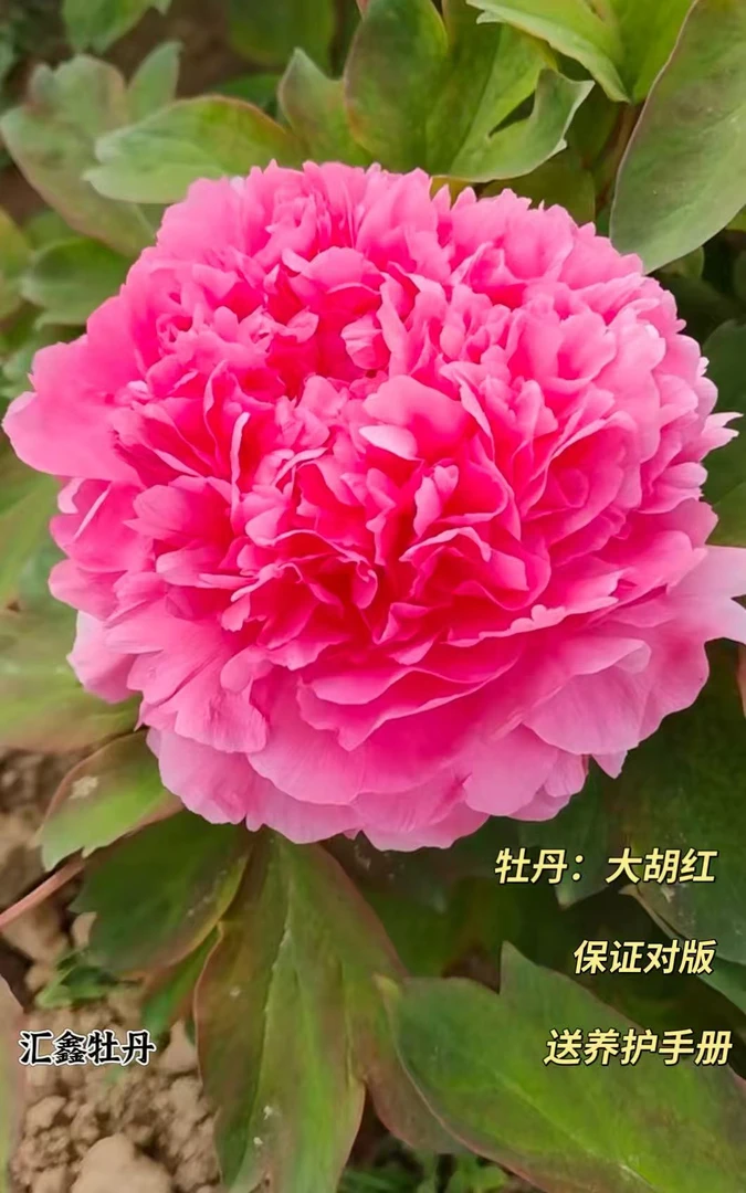 【大胡红】红色系山东菏泽基地直发适宜地栽盆栽庭院种植观赏植物