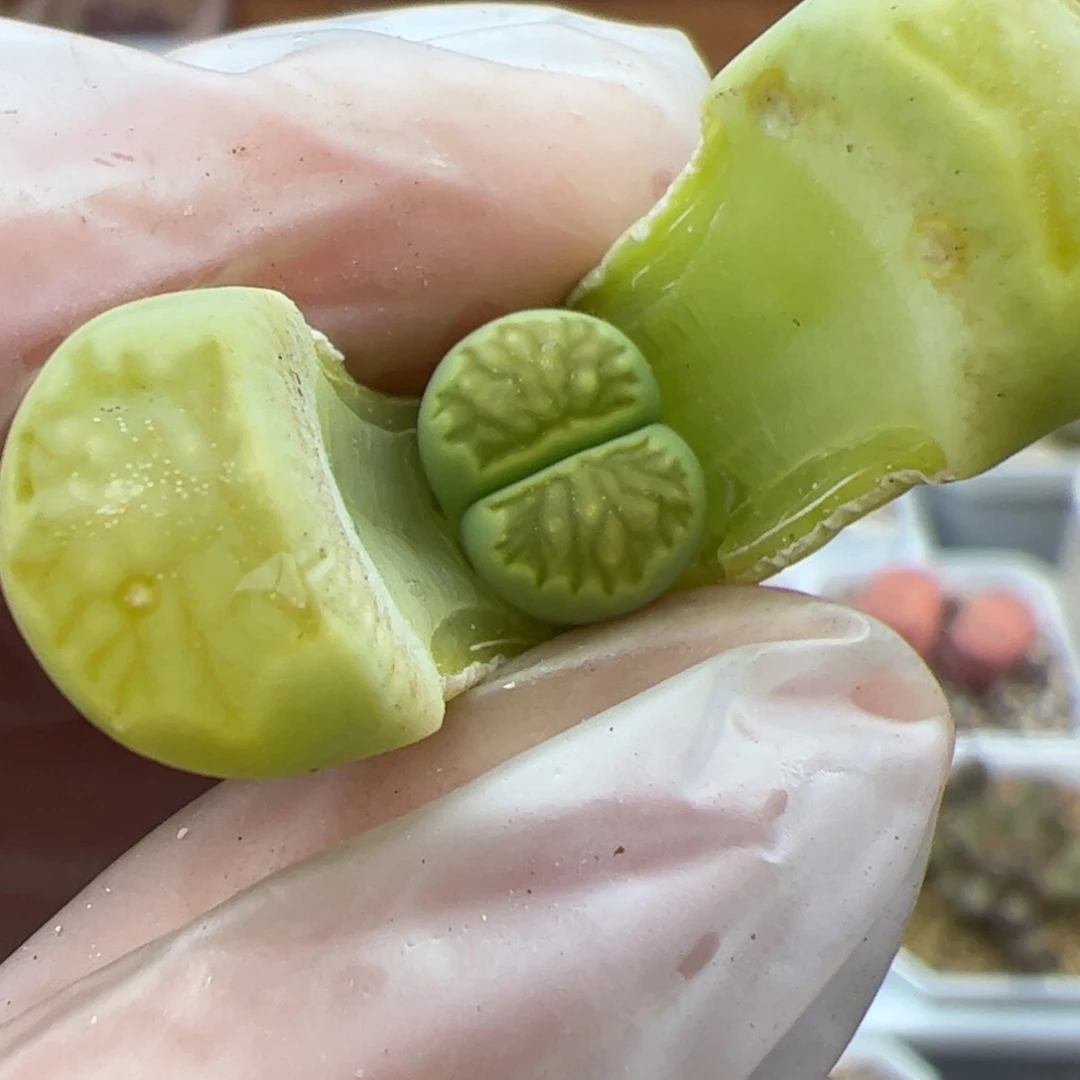 0603号 绿菊多肉植物