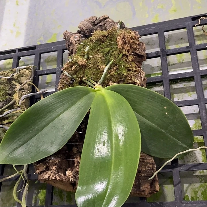 完全开放龙峰板植