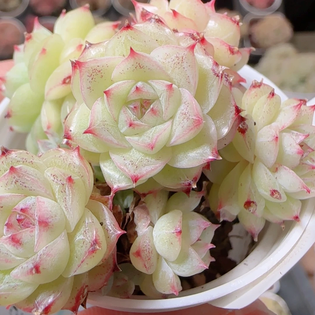 花语多肉1208-216散