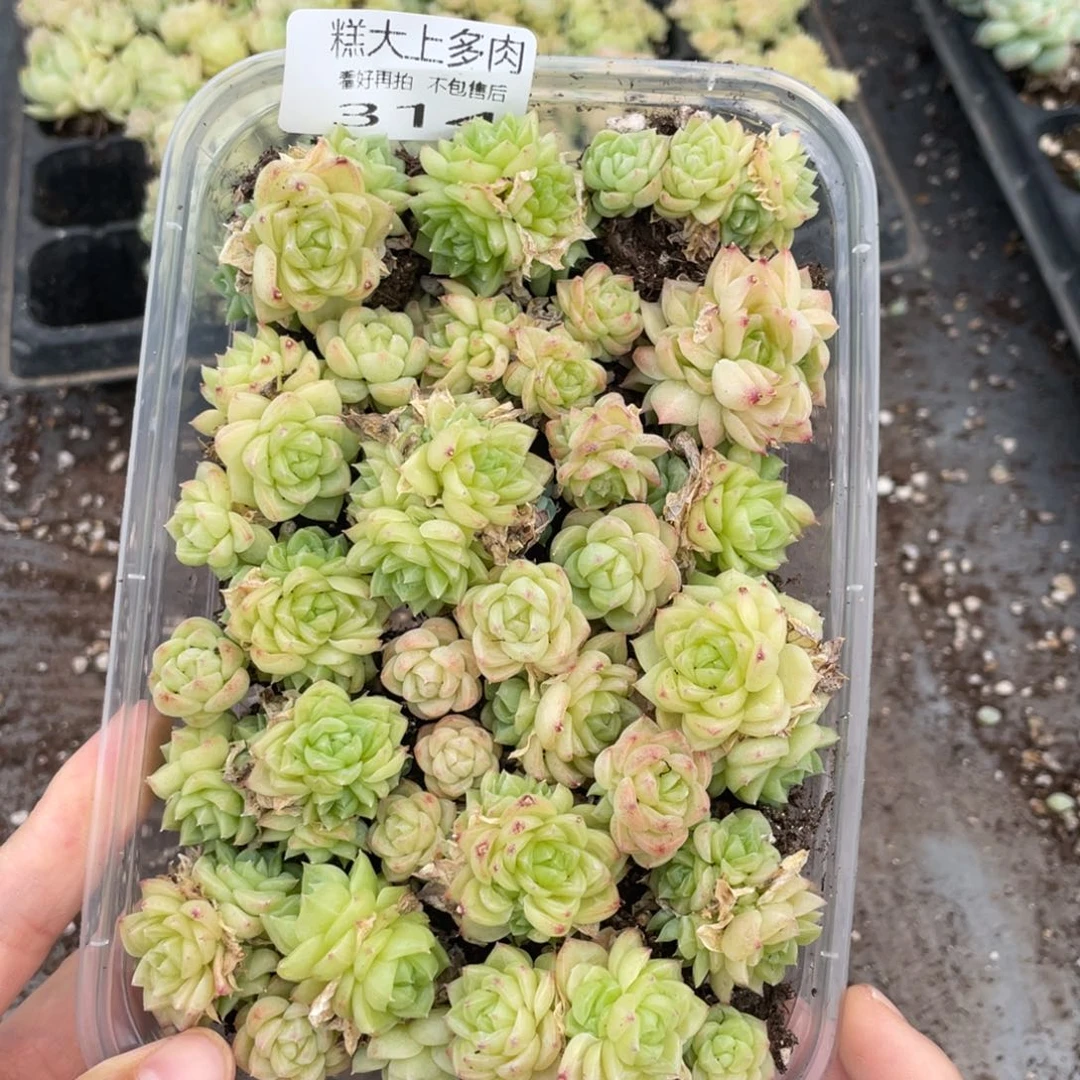 糕大上多肉植物314