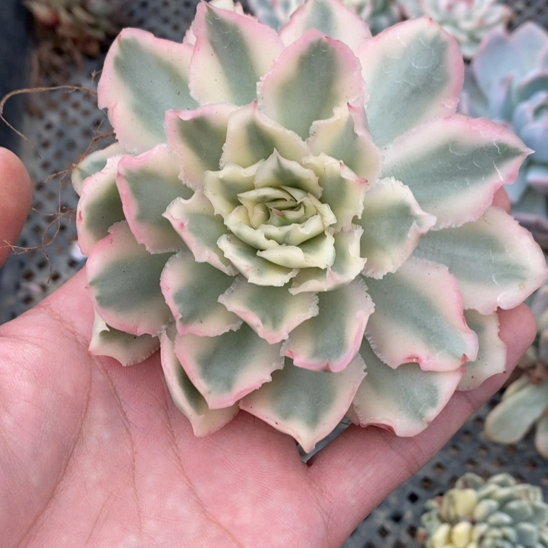 紫蝴蝶多肉植物8918