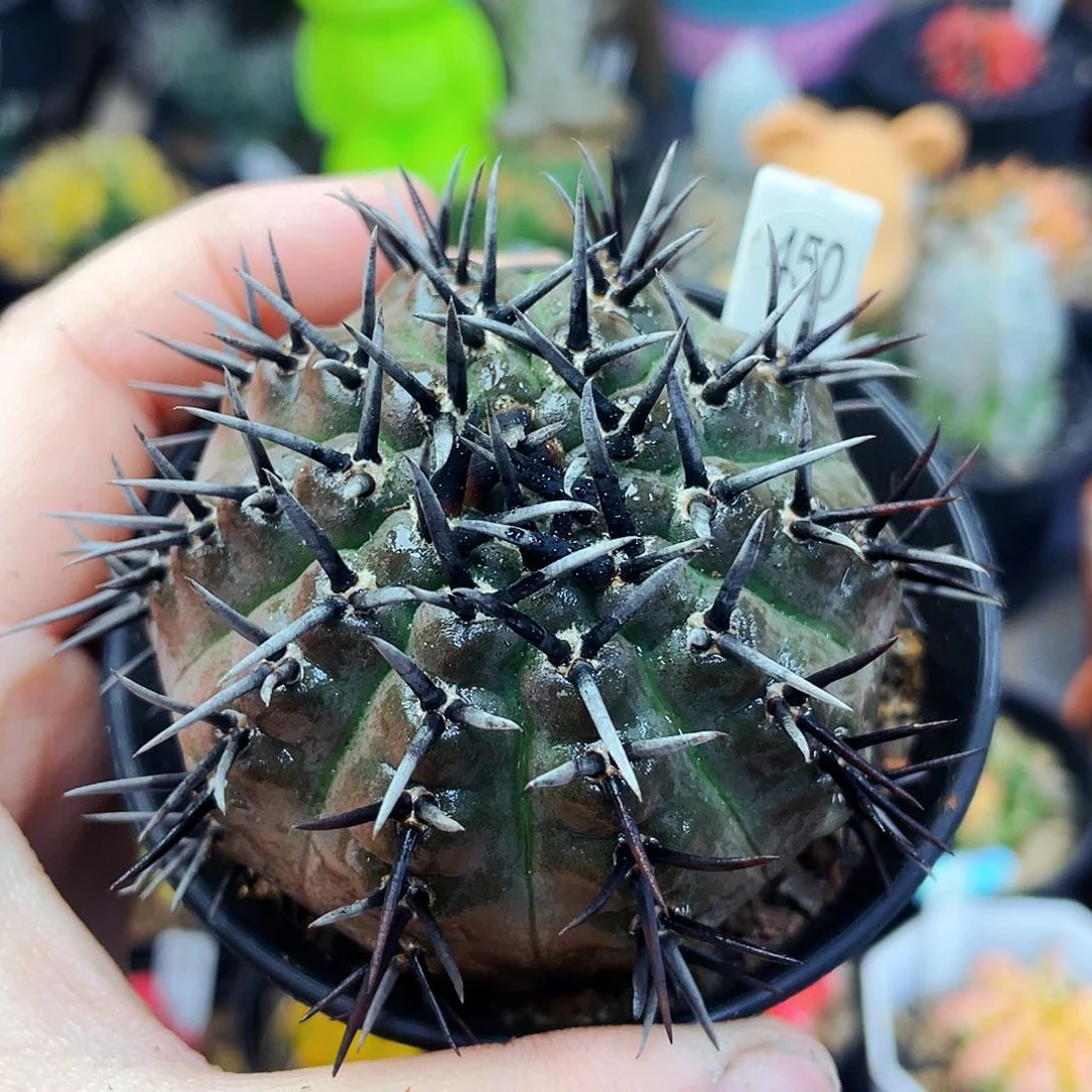 墨**心非偏远地区满25包邮仙人球