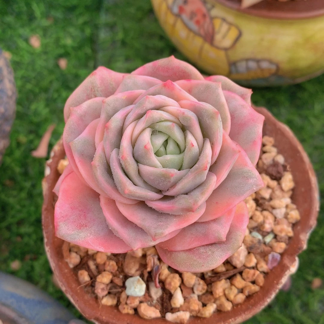 可爱玫瑰彩锦6 公分一物一拍