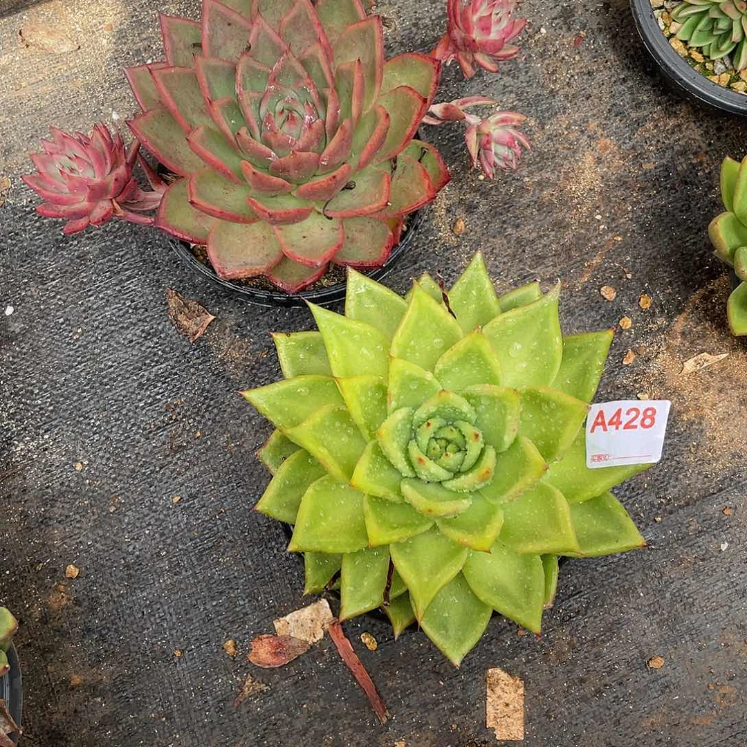 若如东云组拍A428