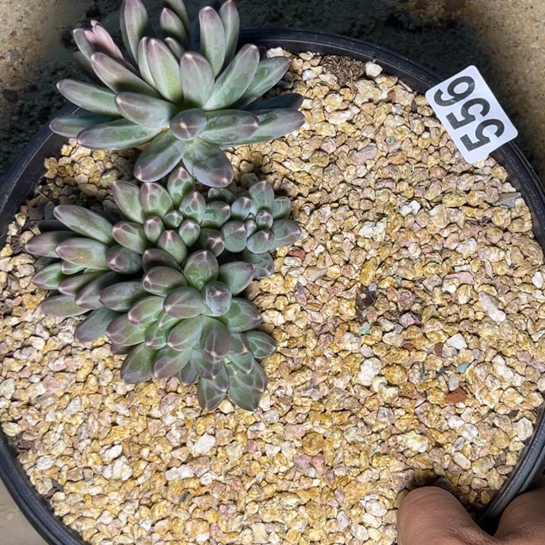 多肉植物伊卡鲁斯556