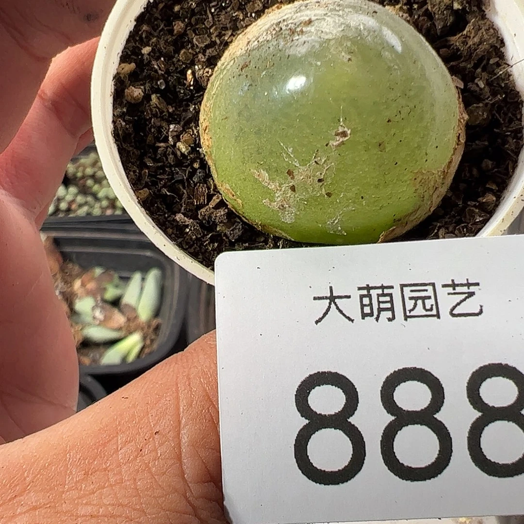 一物一拍带盆土发888
